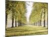 Avenue Des Arbres-Tania Bello-Mounted Giclee Print