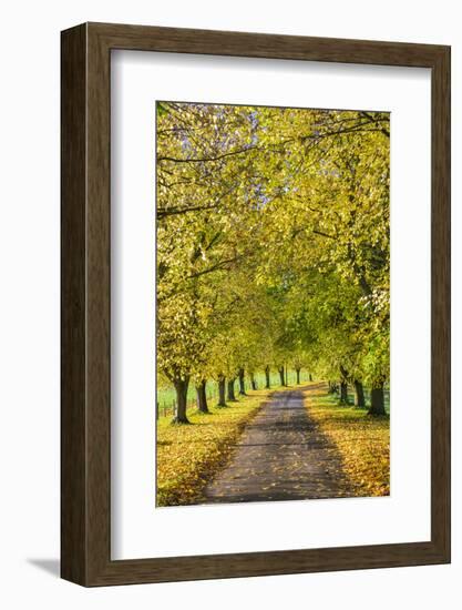 Avenue of autumn beech trees with colourful yellow leaves, Newbury, Berkshire, England-Stuart Black-Framed Photographic Print