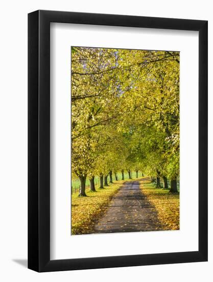 Avenue of autumn beech trees with colourful yellow leaves, Newbury, Berkshire, England-Stuart Black-Framed Photographic Print