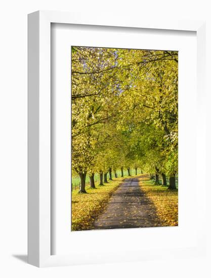 Avenue of autumn beech trees with colourful yellow leaves, Newbury, Berkshire, England-Stuart Black-Framed Photographic Print