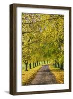 Avenue of autumn beech trees with colourful yellow leaves, Newbury, Berkshire, England-Stuart Black-Framed Photographic Print