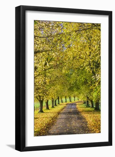 Avenue of autumn beech trees with colourful yellow leaves, Newbury, Berkshire, England-Stuart Black-Framed Photographic Print