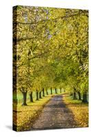 Avenue of autumn beech trees with colourful yellow leaves, Newbury, Berkshire, England-Stuart Black-Stretched Canvas