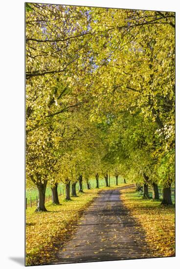 Avenue of autumn beech trees with colourful yellow leaves, Newbury, Berkshire, England-Stuart Black-Mounted Premium Photographic Print