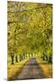 Avenue of autumn beech trees with colourful yellow leaves, Newbury, Berkshire, England-Stuart Black-Mounted Premium Photographic Print