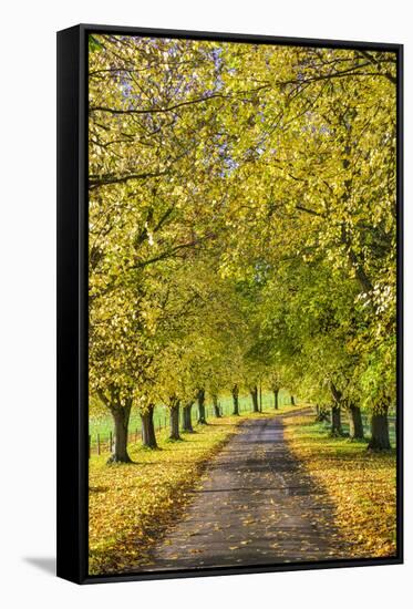 Avenue of autumn beech trees with colourful yellow leaves, Newbury, Berkshire, England-Stuart Black-Framed Stretched Canvas