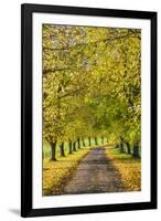 Avenue of autumn beech trees with colourful yellow leaves, Newbury, Berkshire, England-Stuart Black-Framed Photographic Print