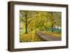 Avenue of autumn beech trees with colourful yellow leaves, Newbury, Berkshire, England-Stuart Black-Framed Photographic Print