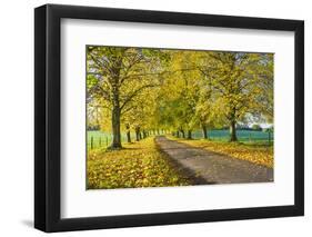 Avenue of autumn beech trees with colourful yellow leaves, Newbury, Berkshire, England-Stuart Black-Framed Photographic Print