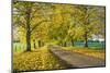 Avenue of autumn beech trees with colourful yellow leaves, Newbury, Berkshire, England-Stuart Black-Mounted Photographic Print