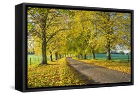 Avenue of autumn beech trees with colourful yellow leaves, Newbury, Berkshire, England-Stuart Black-Framed Stretched Canvas