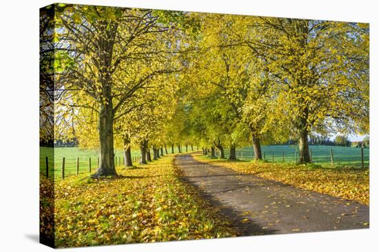 Avenue of autumn beech trees with colourful yellow leaves, Newbury, Berkshire, England-Stuart Black-Stretched Canvas