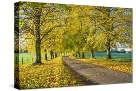 Avenue of autumn beech trees with colourful yellow leaves, Newbury, Berkshire, England-Stuart Black-Stretched Canvas