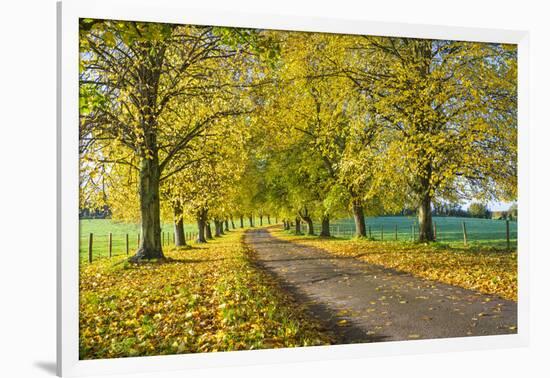 Avenue of autumn beech trees with colourful yellow leaves, Newbury, Berkshire, England-Stuart Black-Framed Photographic Print