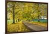 Avenue of autumn beech trees with colourful yellow leaves, Newbury, Berkshire, England-Stuart Black-Framed Photographic Print
