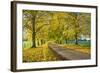 Avenue of autumn beech trees with colourful yellow leaves, Newbury, Berkshire, England-Stuart Black-Framed Premium Photographic Print