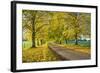 Avenue of autumn beech trees with colourful yellow leaves, Newbury, Berkshire, England-Stuart Black-Framed Premium Photographic Print