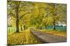 Avenue of autumn beech trees with colourful yellow leaves, Newbury, Berkshire, England-Stuart Black-Mounted Premium Photographic Print