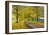 Avenue of autumn beech trees with colourful yellow leaves, Newbury, Berkshire, England-Stuart Black-Framed Photographic Print