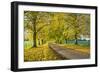 Avenue of autumn beech trees with colourful yellow leaves, Newbury, Berkshire, England-Stuart Black-Framed Photographic Print