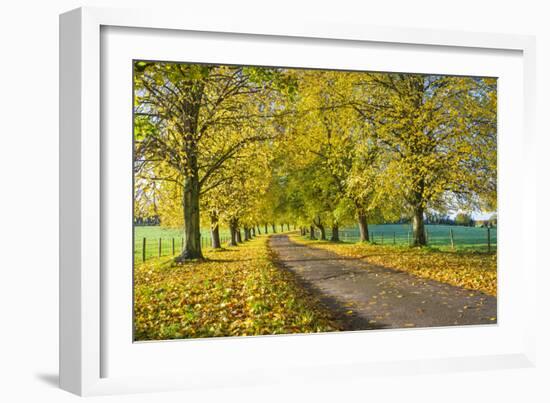 Avenue of autumn beech trees with colourful yellow leaves, Newbury, Berkshire, England-Stuart Black-Framed Photographic Print