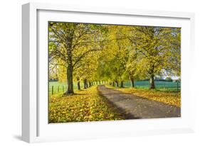 Avenue of autumn beech trees with colourful yellow leaves, Newbury, Berkshire, England-Stuart Black-Framed Photographic Print