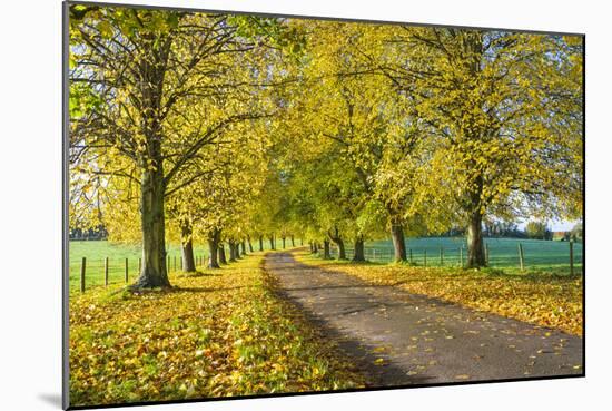 Avenue of autumn beech trees with colourful yellow leaves, Newbury, Berkshire, England-Stuart Black-Mounted Photographic Print