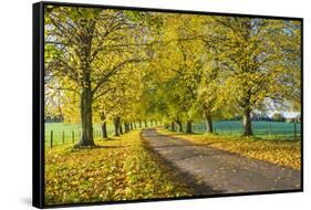 Avenue of autumn beech trees with colourful yellow leaves, Newbury, Berkshire, England-Stuart Black-Framed Stretched Canvas