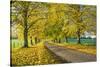 Avenue of autumn beech trees with colourful yellow leaves, Newbury, Berkshire, England-Stuart Black-Stretched Canvas