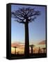 Avenue of Baobabs at Sunrise-Nigel Pavitt-Framed Stretched Canvas