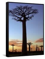 Avenue of Baobabs at Sunrise-Nigel Pavitt-Framed Stretched Canvas