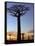 Avenue of Baobabs at Sunrise-Nigel Pavitt-Framed Stretched Canvas