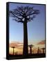 Avenue of Baobabs at Sunrise-Nigel Pavitt-Framed Stretched Canvas