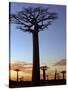 Avenue of Baobabs at Sunrise-Nigel Pavitt-Stretched Canvas