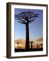 Avenue of Baobabs at Sunrise-Nigel Pavitt-Framed Photographic Print