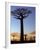 Avenue of Baobabs at Sunrise-Nigel Pavitt-Framed Photographic Print