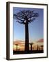 Avenue of Baobabs at Sunrise-Nigel Pavitt-Framed Photographic Print