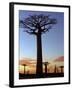 Avenue of Baobabs at Sunrise-Nigel Pavitt-Framed Photographic Print