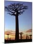 Avenue of Baobabs at Sunrise-Nigel Pavitt-Mounted Photographic Print