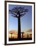 Avenue of Baobabs at Sunrise-Nigel Pavitt-Framed Photographic Print