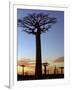 Avenue of Baobabs at Sunrise-Nigel Pavitt-Framed Photographic Print