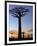 Avenue of Baobabs at Sunrise-Nigel Pavitt-Framed Photographic Print