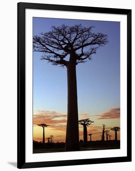 Avenue of Baobabs at Sunrise-Nigel Pavitt-Framed Photographic Print