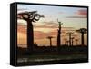 Avenue of Baobabs at Sunrise-Nigel Pavitt-Framed Stretched Canvas