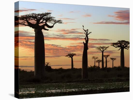 Avenue of Baobabs at Sunrise-Nigel Pavitt-Stretched Canvas