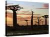 Avenue of Baobabs at Sunrise-Nigel Pavitt-Stretched Canvas