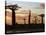 Avenue of Baobabs at Sunrise-Nigel Pavitt-Stretched Canvas