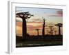 Avenue of Baobabs at Sunrise-Nigel Pavitt-Framed Photographic Print