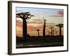 Avenue of Baobabs at Sunrise-Nigel Pavitt-Framed Photographic Print