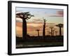 Avenue of Baobabs at Sunrise-Nigel Pavitt-Framed Photographic Print